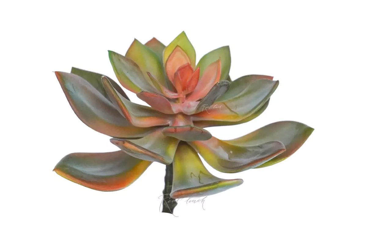 Succulent Echeveria Marrom - Green red