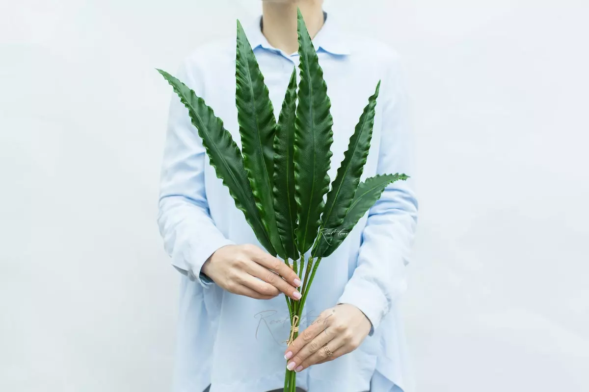 A bunch of 6 leaves of Calathea rufibarba - green