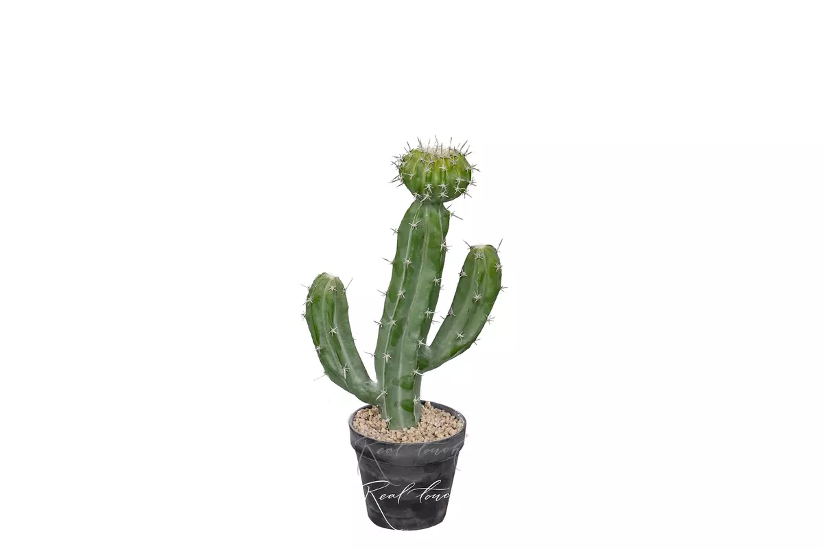 Cactus Cereus validus 41cm - green Cactus Cereus validus 41cm - green