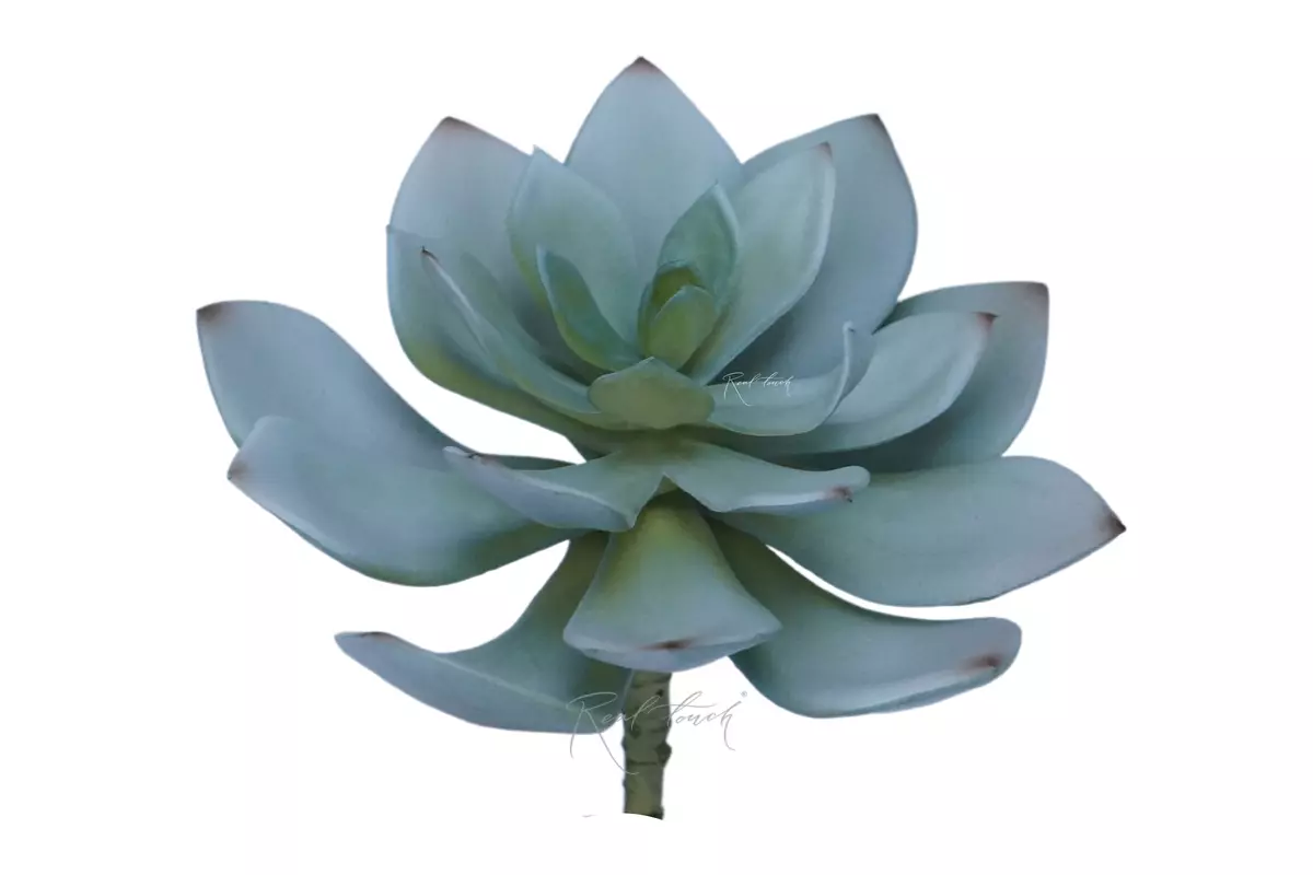 Succulent Echeveria Marrom - Green blue