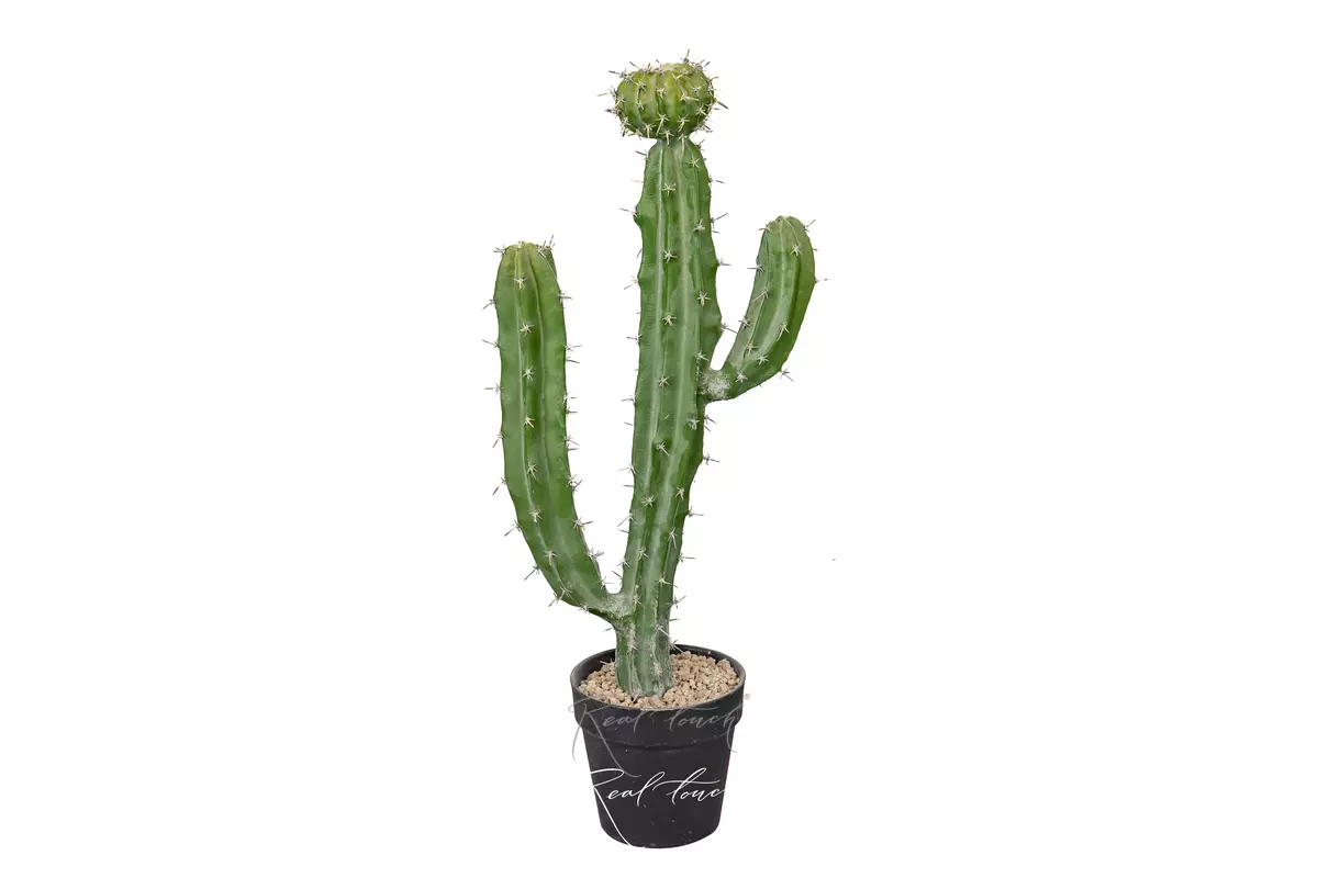 Cactus Cereus validus 62cm - green Cactus Cereus validus 62cm - green