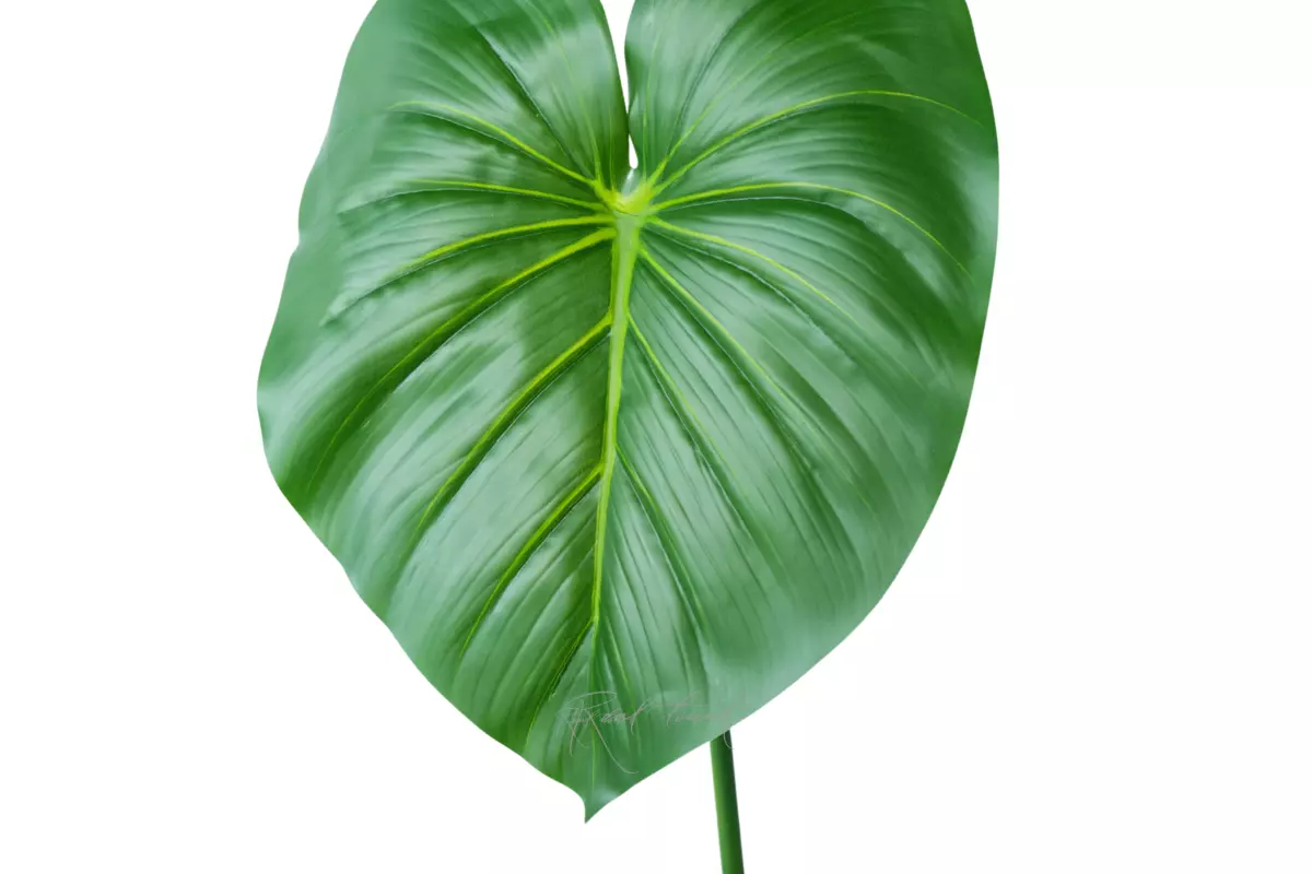 Philodendron Leaf (size 1) - green Philodendron Leaf (size 1) - green