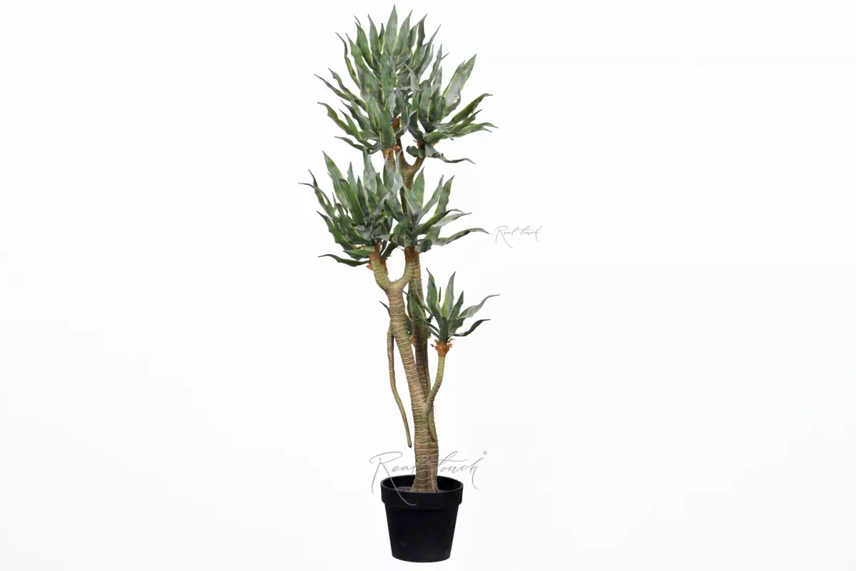 Yucca elephantipes 130cm in pots - green