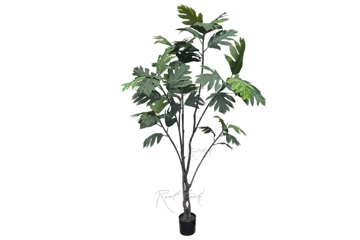 Breadfruit tree 2.4m - green