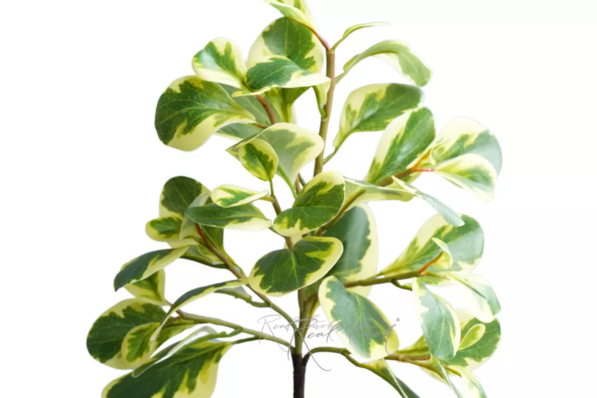 Branch with watercress leaves (8 branches) - Yellow green