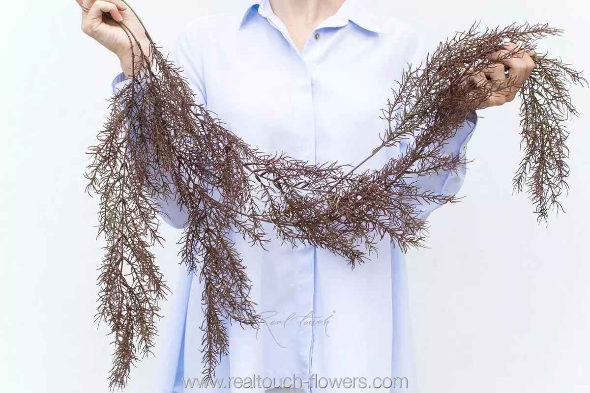 Asparagus sprengeri - Autumn