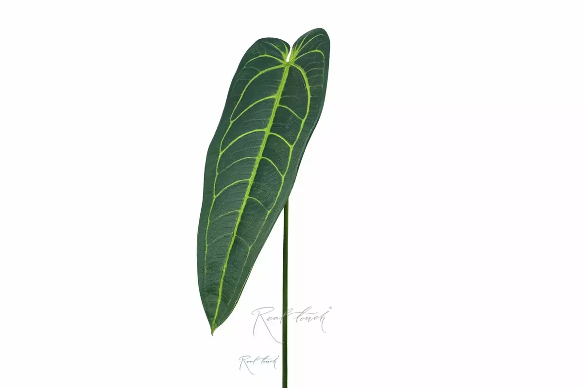 Anthurium Varoka 82cm - green Anthurium Varoka 82cm - green