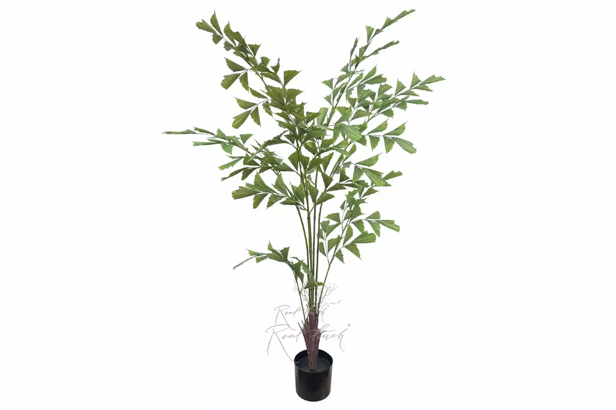 Caryota Fishtail Palm Premium 180cm - green