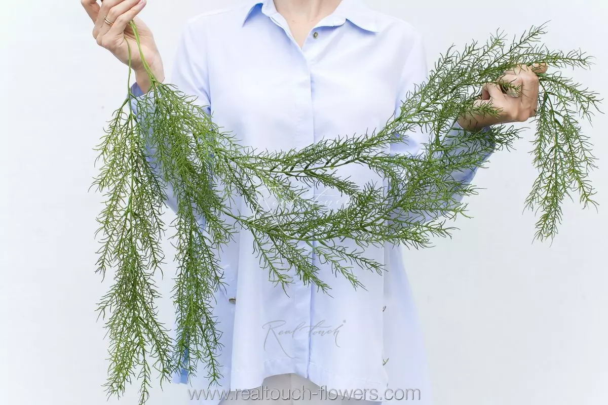 Asparagus sprengeri - green