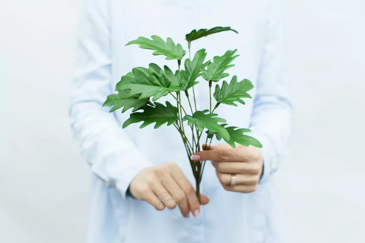 Philodendron xanadu bush small with 12 leaves - green