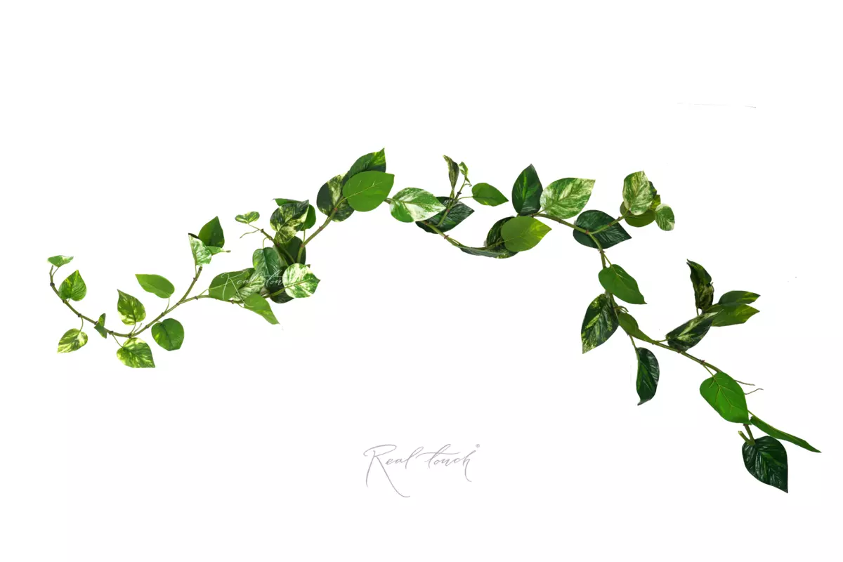 Pothos vine garland - white green