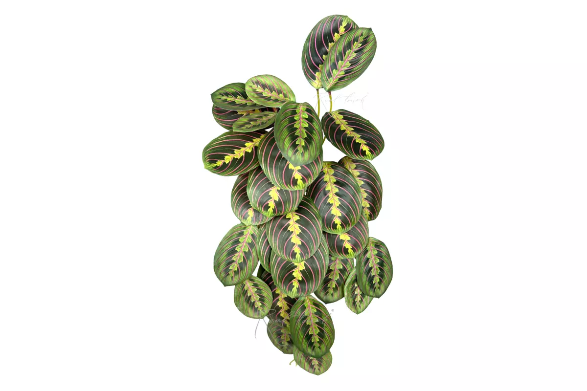 Bush 29 leaves - green