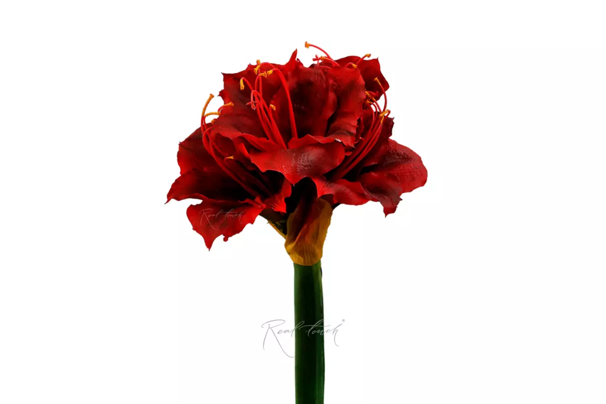 Giant Amaryllis - red