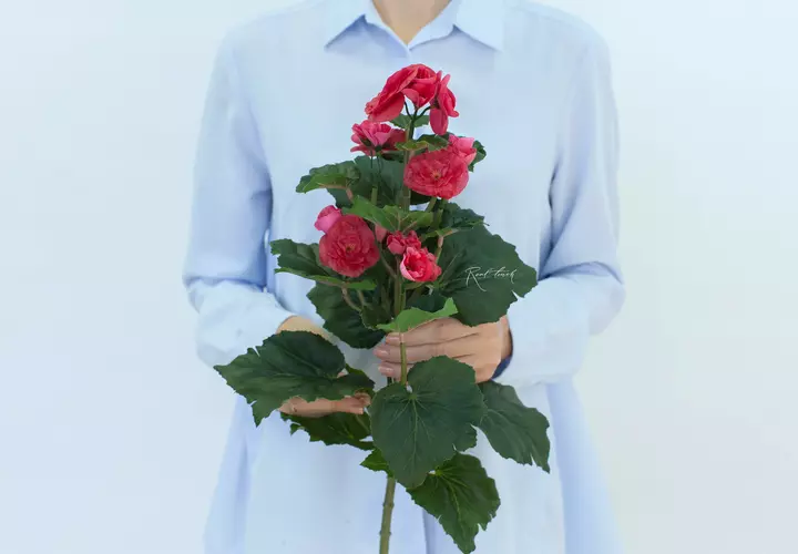 Begonia flowering small - Coral