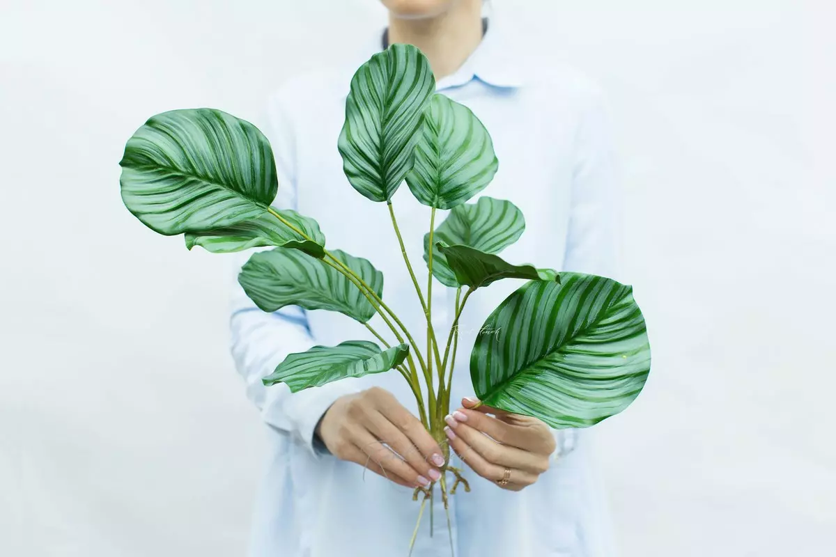 Calathea Rotundifolia bush with 9 leaves and roots - green