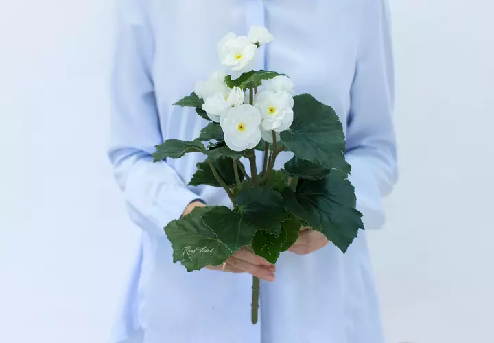 Begonia flowering small - white