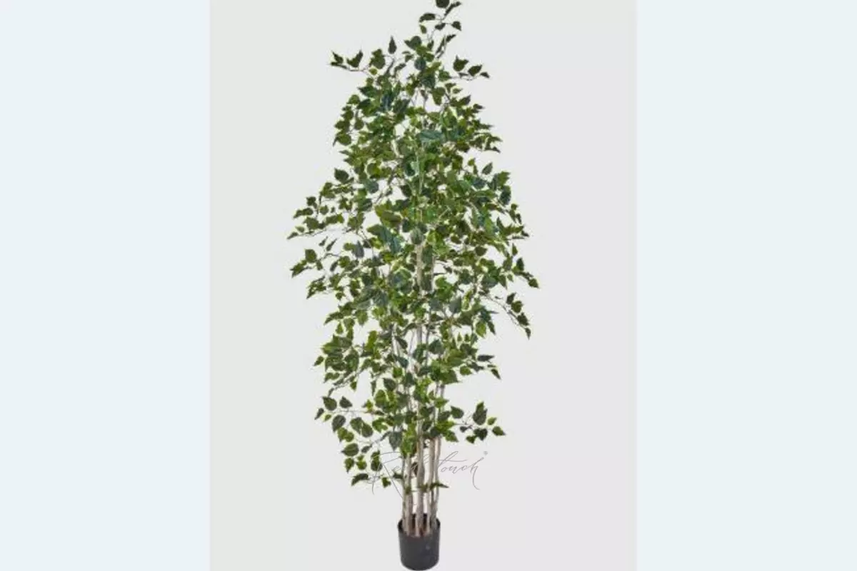 Birch tree 240 cm in a pot ( dark trunk ) - green