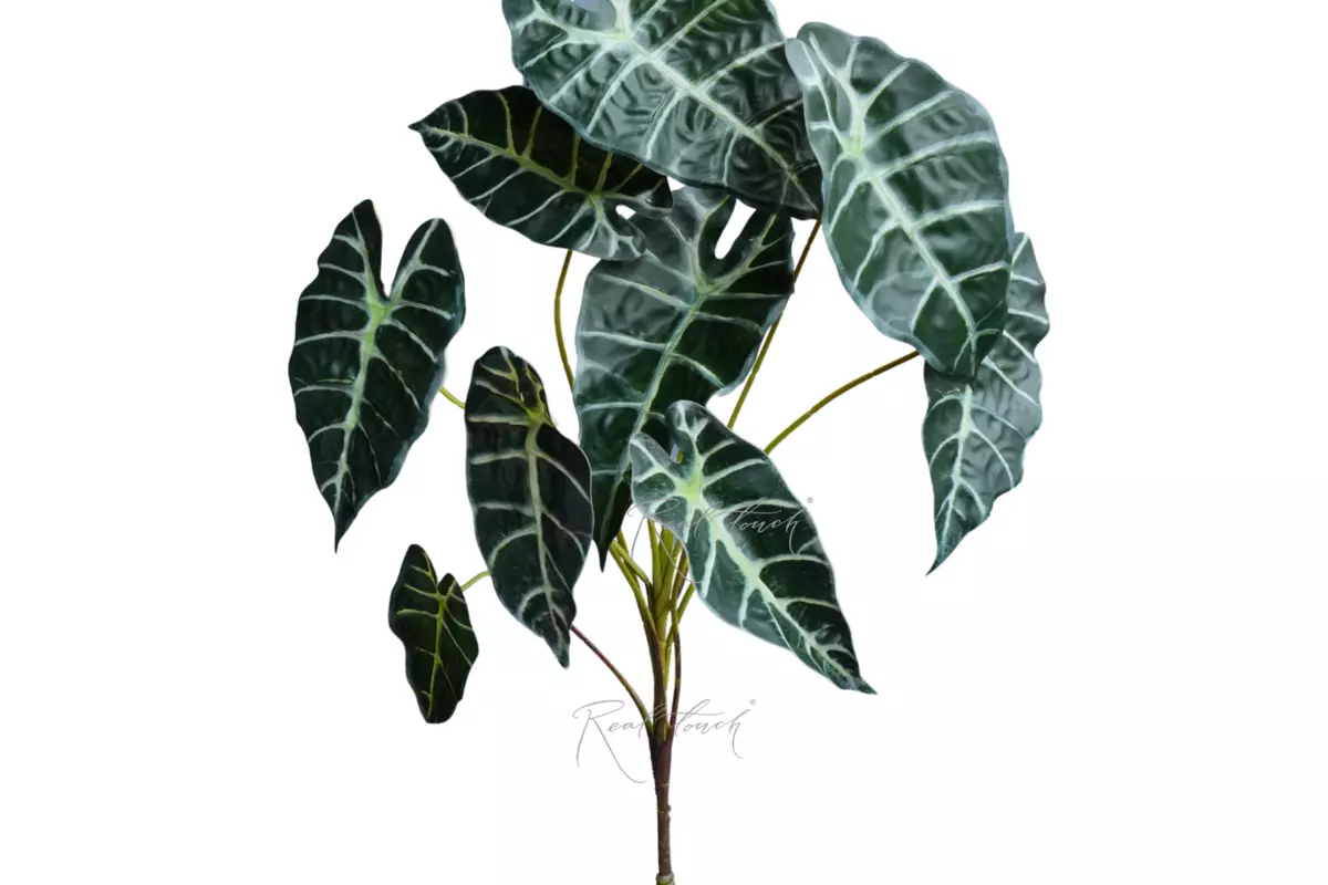 Alocasia bush - Dark green