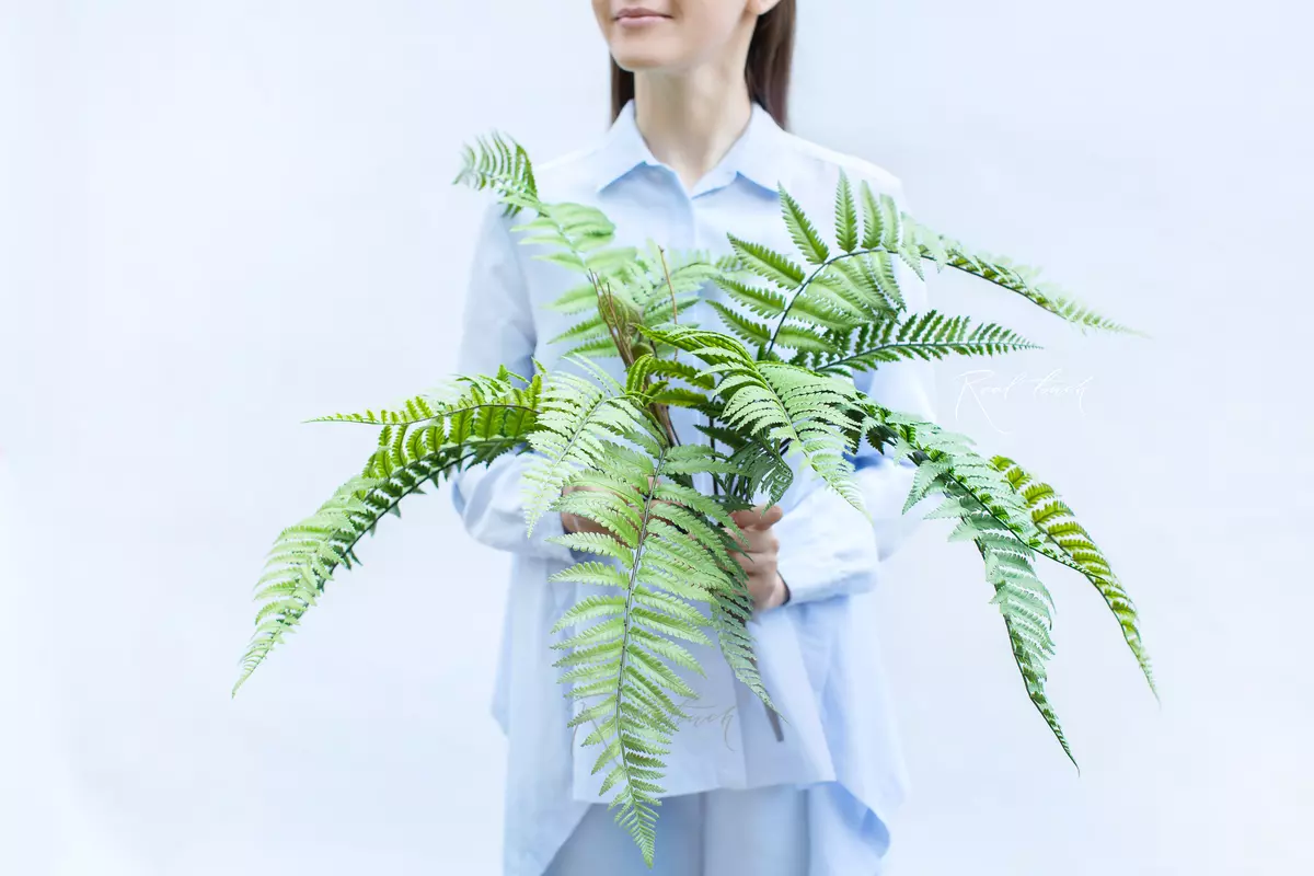 Polystichum acrostichoides - green