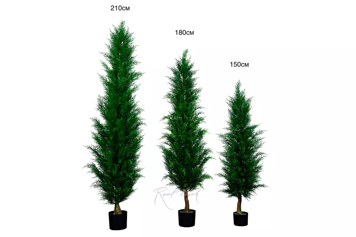 Western Thuja 210cm - green