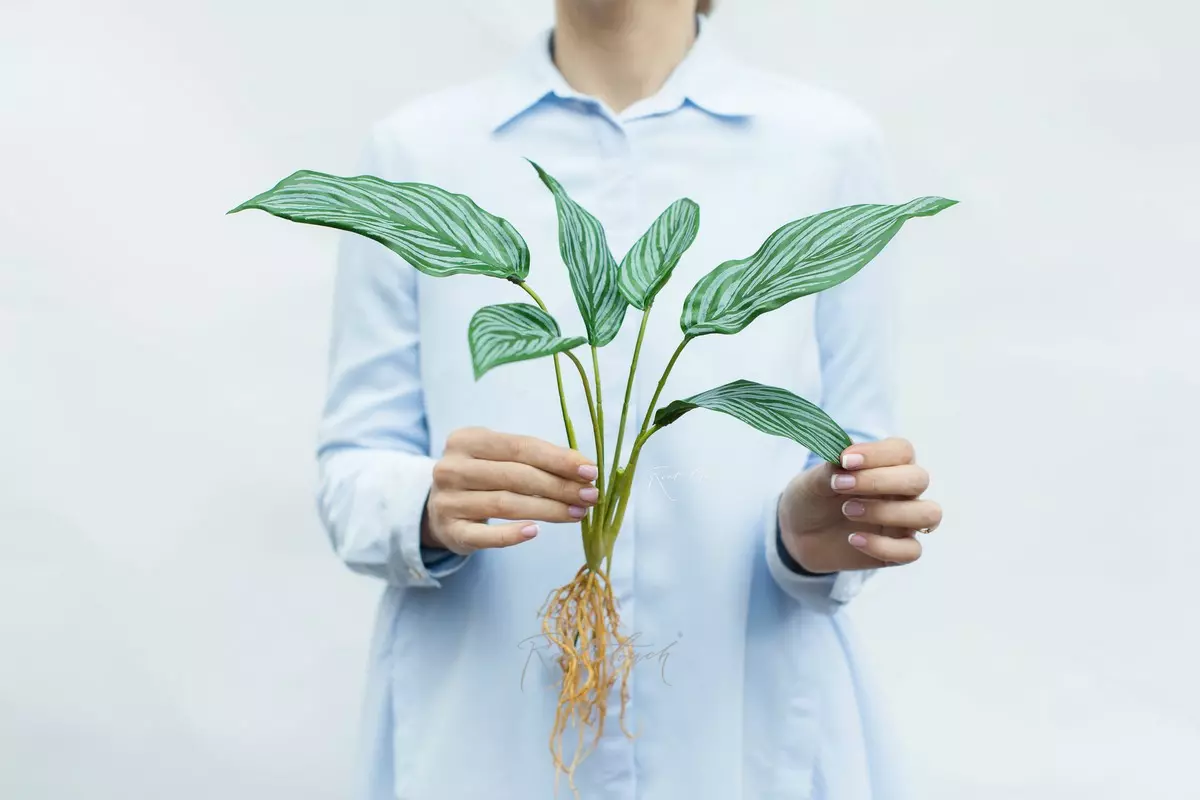 Calathea Bachemiana bush with 6 leaves and roots - green
