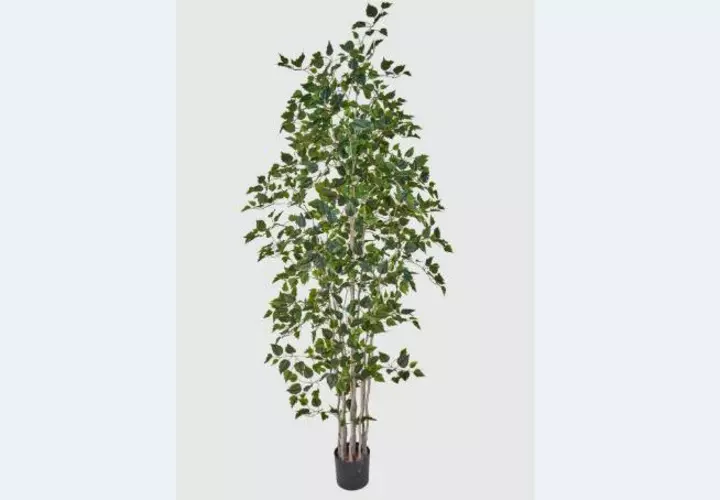 Birch tree 240 cm in a pot ( dark trunk ) - green