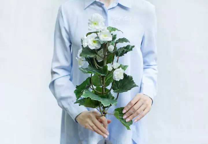 Begonia flowering average - white