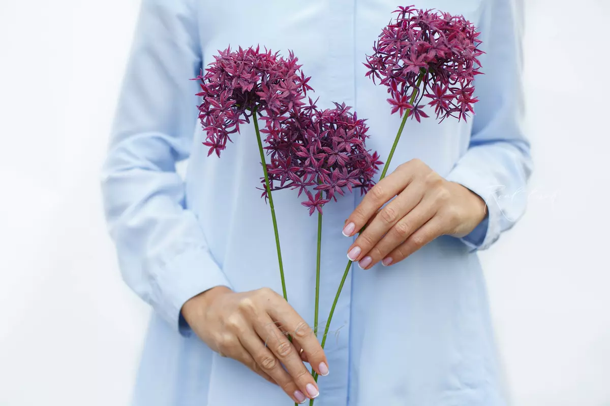 Allium with 3 inflorescences - purple
