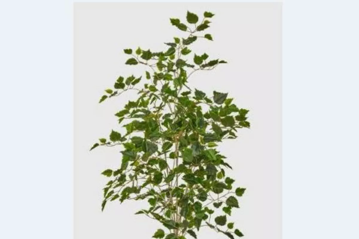 Birch tree 120 cm without pot ( dark trunk ) - green
