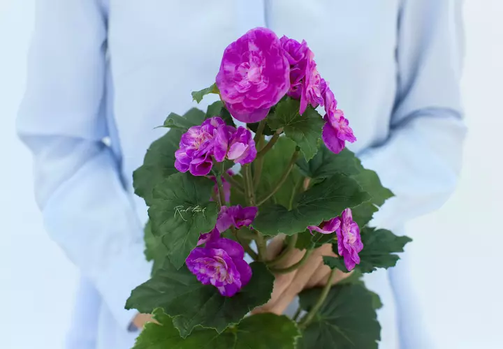 Begonia flowering average - fuchsia