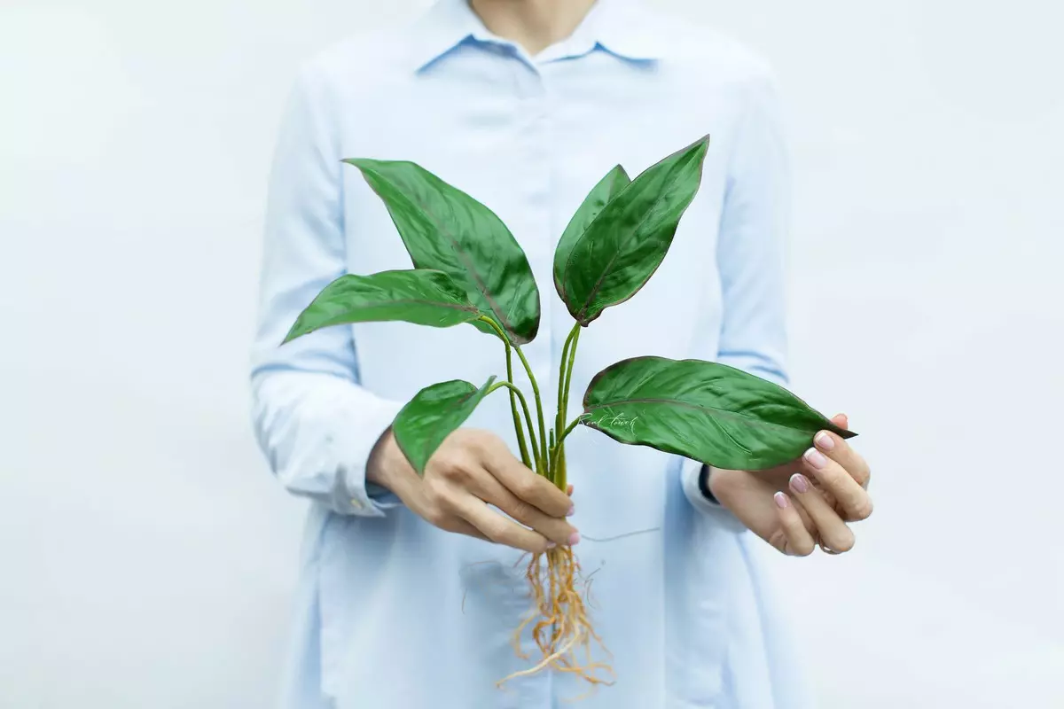 Calathea Bachemiana bush with 6 leaves and roots - Green and red edging
