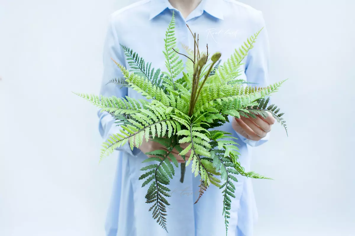 Athyrium Lady-fern medium - green Athyrium Lady-fern medium - green