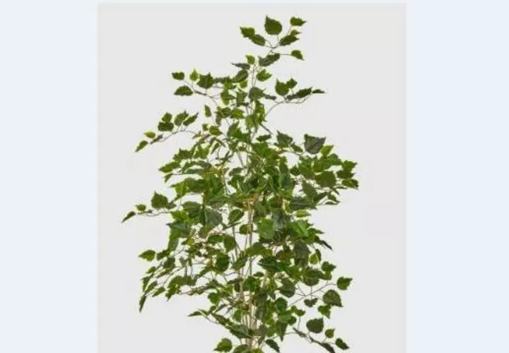 Birch tree 120 cm without pot ( dark trunk ) - green