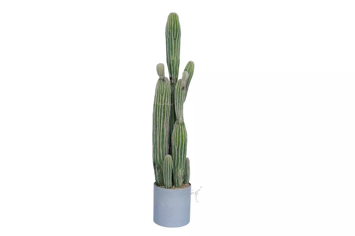 Cactus San Pedro big - green