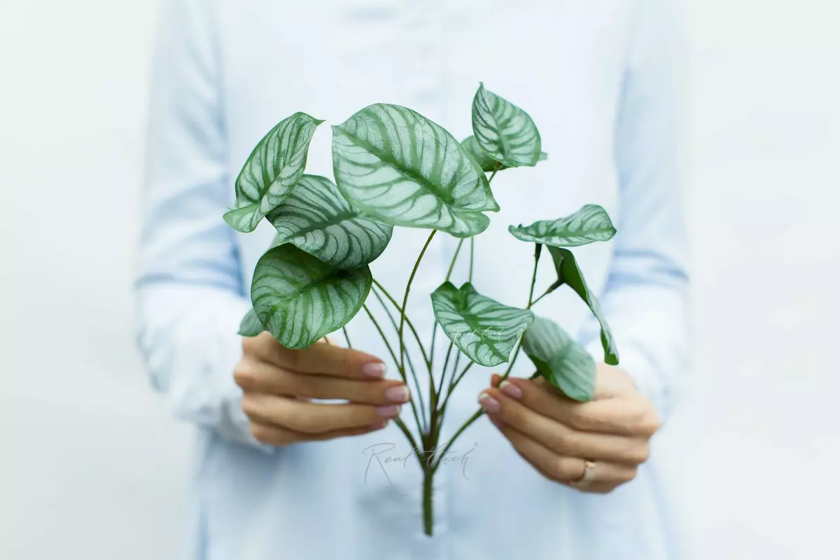 Syngonium pedigree bush of 12 leaves small - green