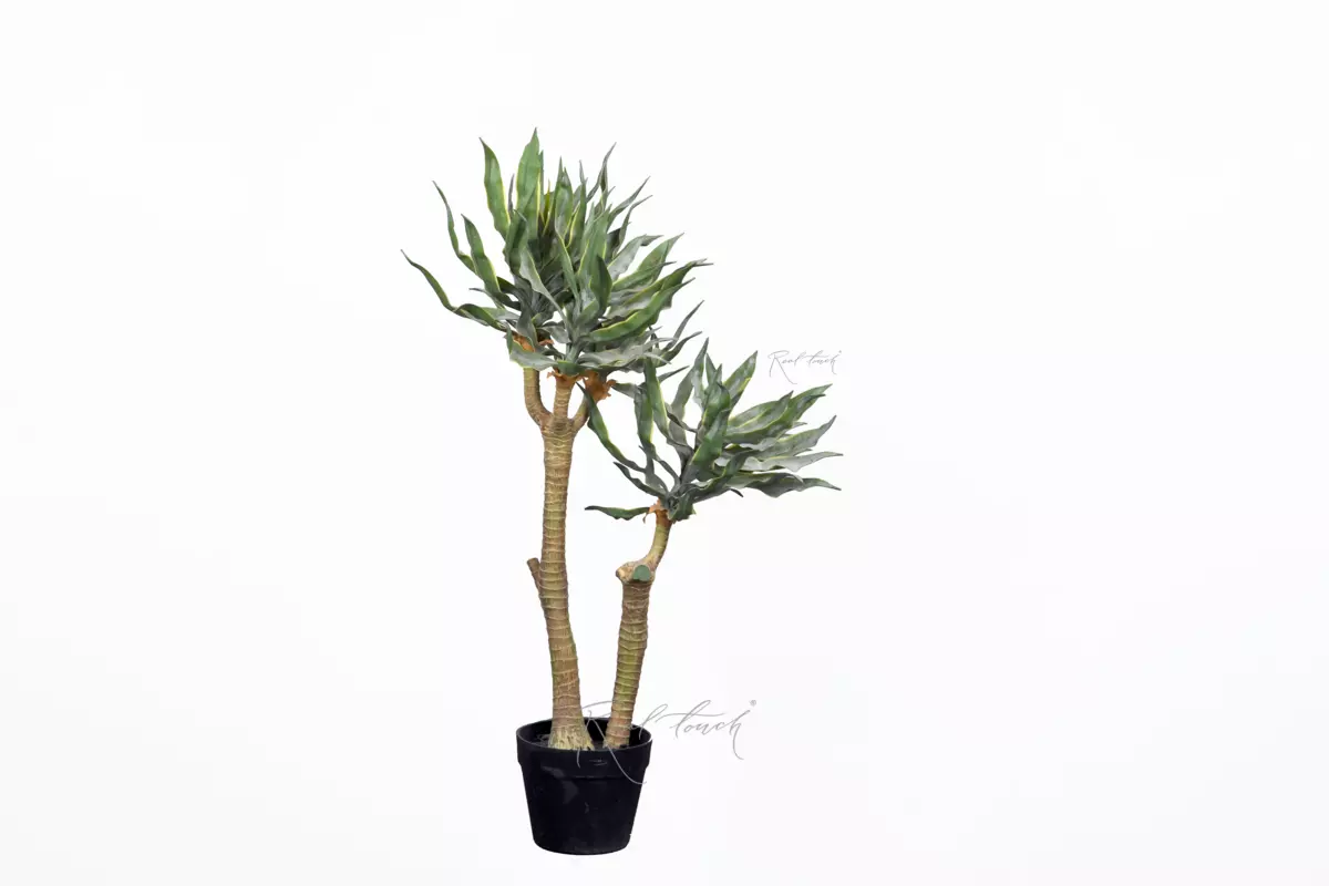 Yucca elephantipes  87cm in pots - green