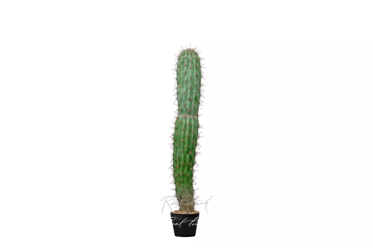 Artificial San Pedro Cactus Trichocereus 113cm  - green