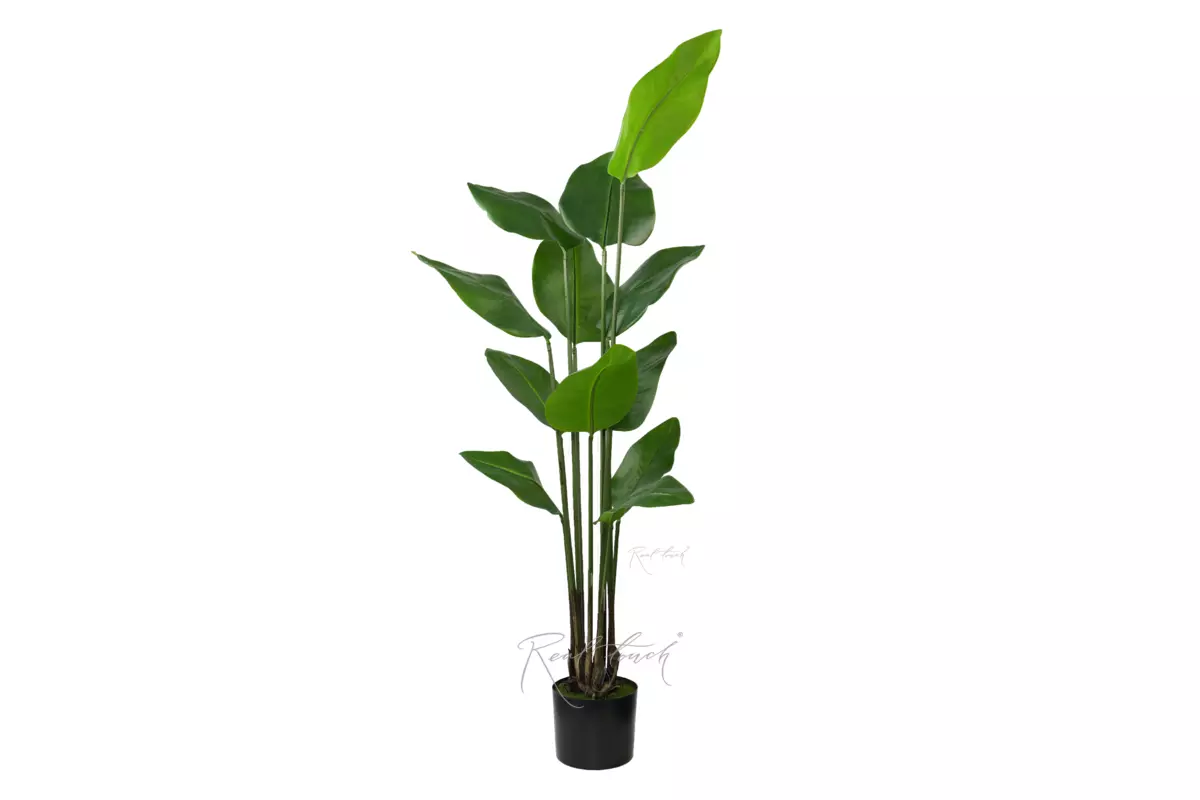Strelitzia Nicolai Wild banana bush 150 cm - green