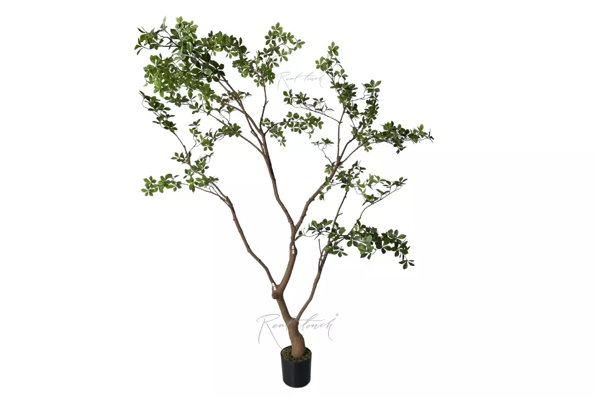 Gardenia Tree 2.3m in a pot - green