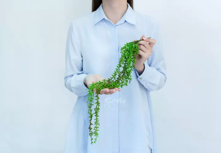 Succulent 405 - Dark green