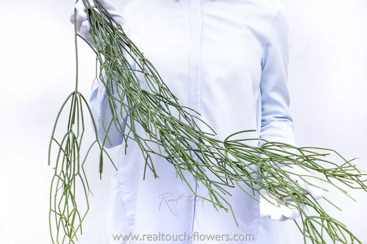 Rhipsalis (Mistletoe cactus) 120cm  - green