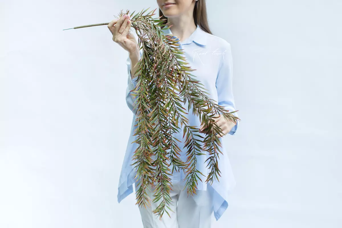 Afrocarpus graclior - Autumn