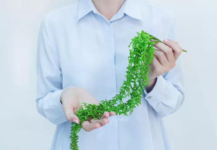Succulent 405 - green