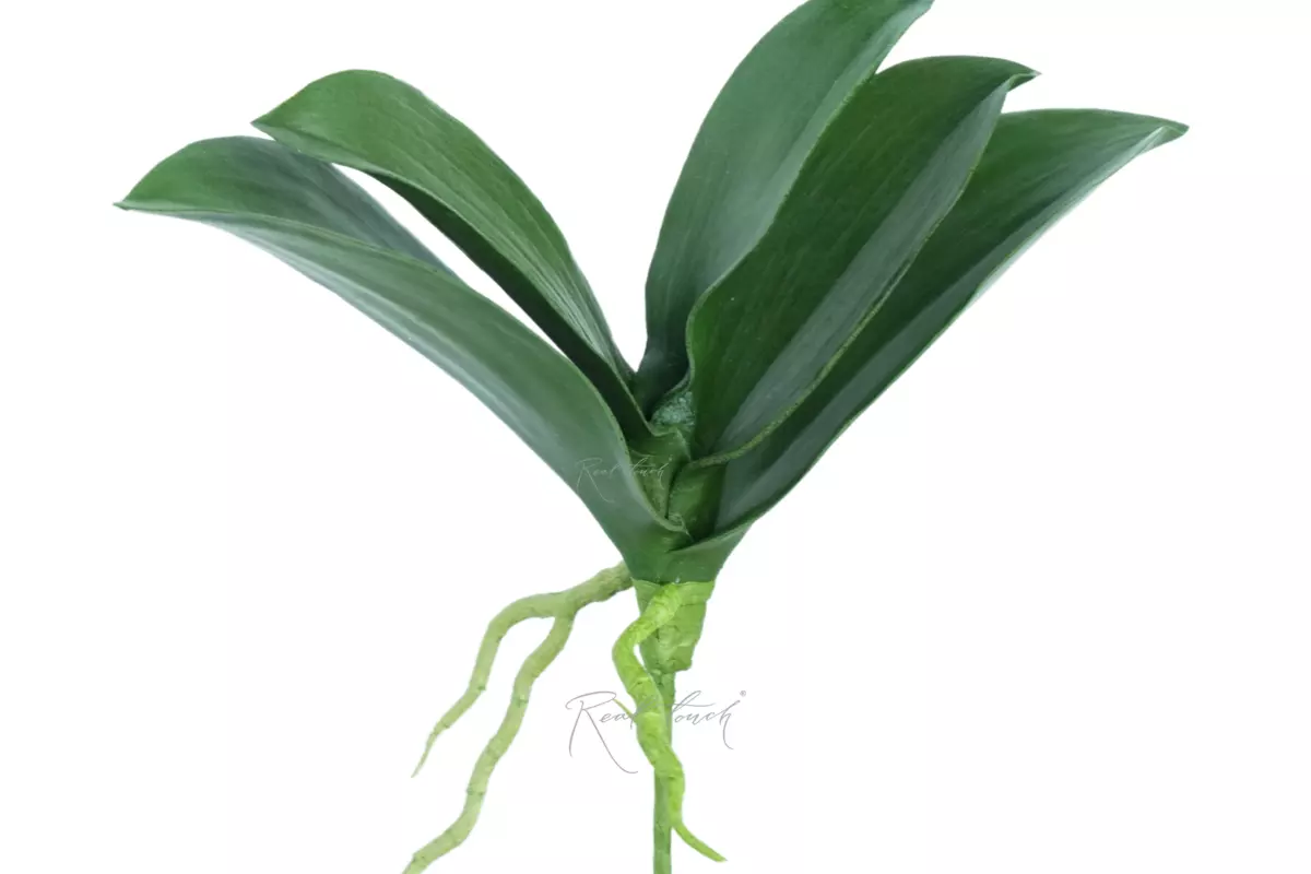 Bunch of Orchid leaves (size 1) - green