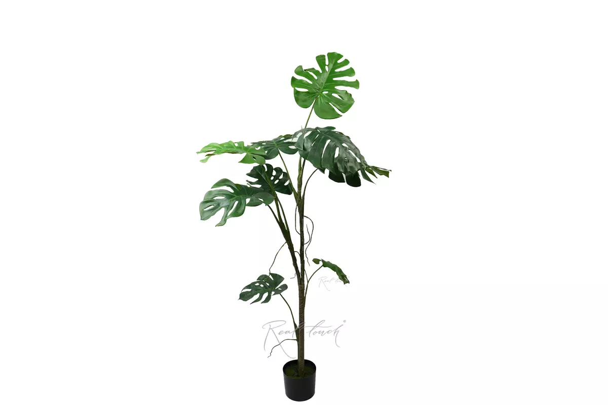 Monstera liana 168 cm in the planters - green