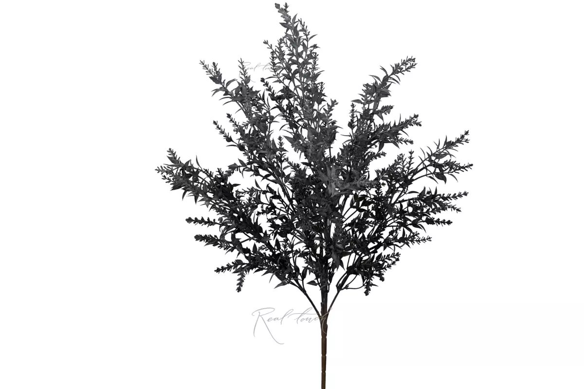 Asparagus - dark purple