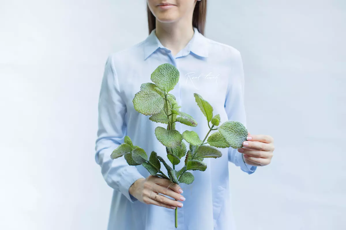 Pilea mollis - green burgundy Pilea mollis - green burgundy