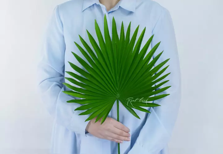 Fan palm leaf - green