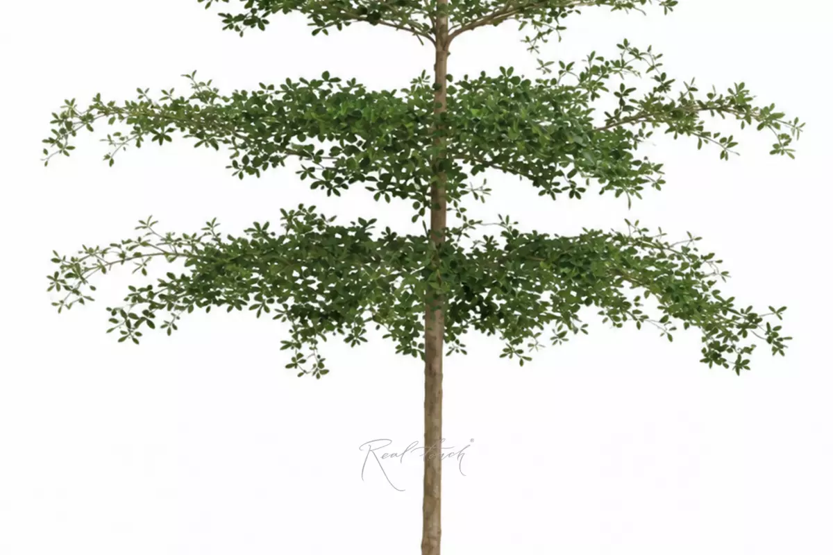 Olive tree 396 cm in a pot - green Olive tree 396 cm in a pot - green