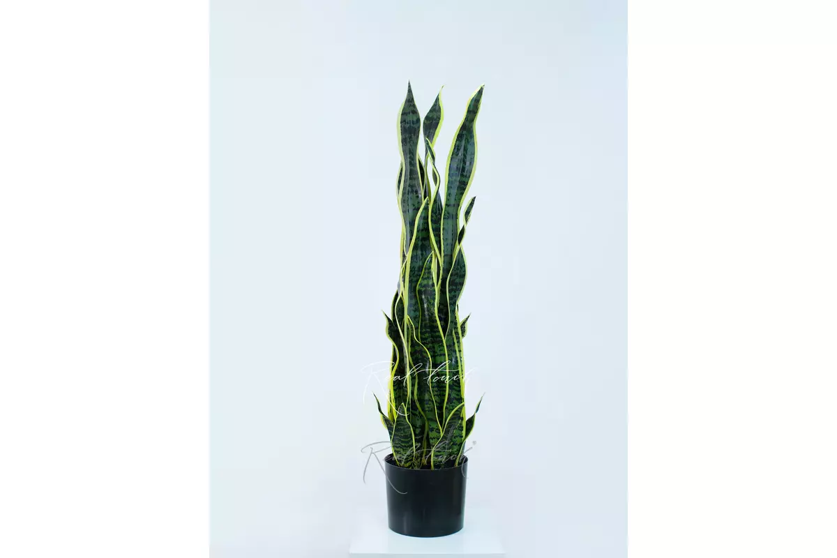 Sansevieria bush in pots 92cm - Yellow green Sansevieria bush in pots 92cm - Yellow green
